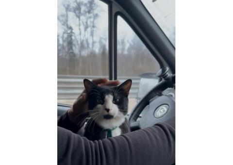 Пропал Кот Паша