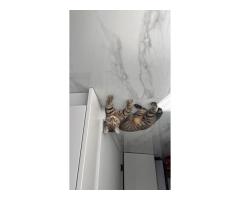 Пропал котик