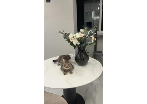 Пропал котик