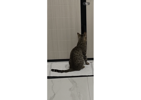 Пропал котик