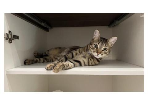 Пропал котик