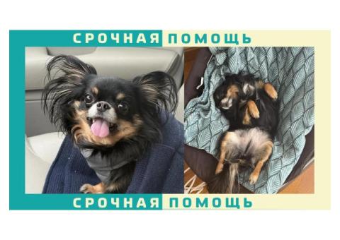 Чихуахуа пропала в Раменском районе