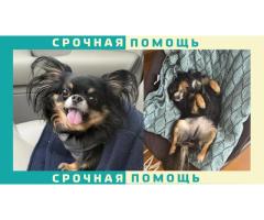 Чихуахуа пропала в Раменском районе
