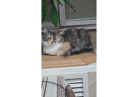 В Кисловодске пропала кошка