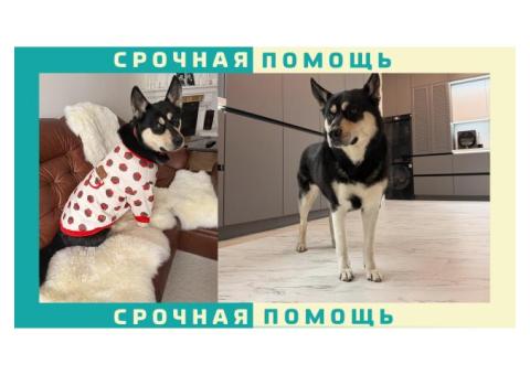 Пропала собака в Химках. Метис, черно-белый окрас.
