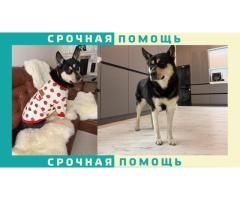 Пропала собака в Химках. Метис, черно-белый окрас.