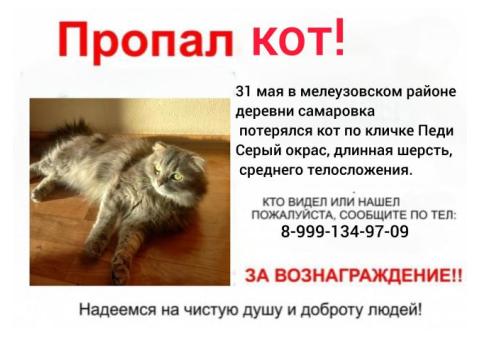 В мелеузовском районе пропал серый кот по кличке Педи. Деревня Самаровка