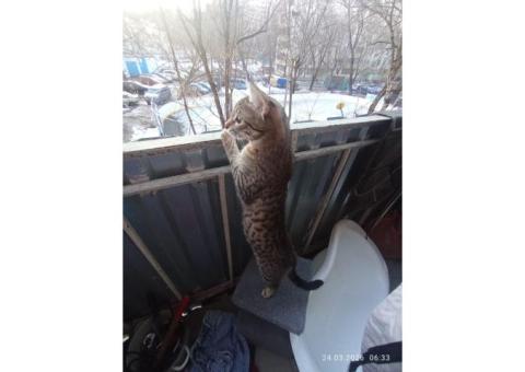 На метро юго восточная потерялась кошечка