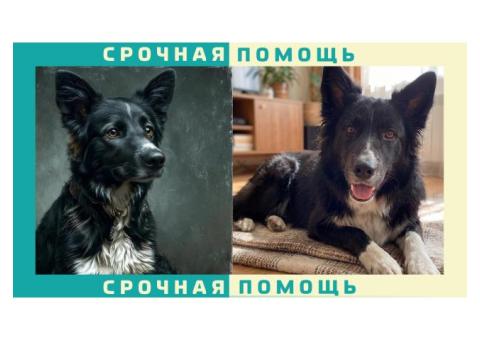 В Балашихинском районе пропала собака, черная с белыми пятнами