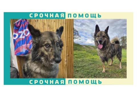 Дворняжка без передней лапы пропала в Ступинском районе. Коломна | Кашира