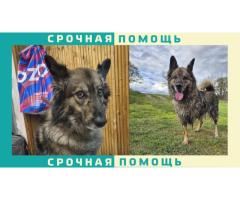 Дворняжка без передней лапы пропала в Ступинском районе. Коломна | Кашира
