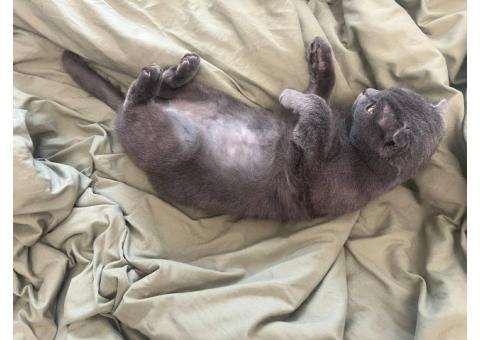 В Москве потерялся шотландский вислоухий кот