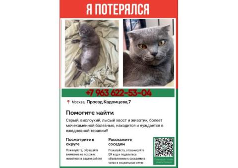 В Москве потерялся шотландский вислоухий кот