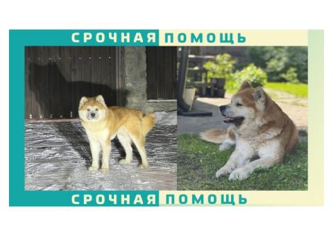 Собака Акита-ину пропала в районе Домодедово