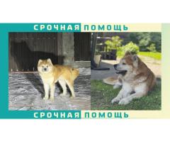 Собака Акита-ину пропала в районе Домодедово