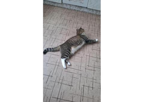 ПОТЕРЯЛАСЬ КОШКА ИЗ КВ. 69, УЛ. ПРОСВЕЩЕНИЯ, 13К3 НОВОЕ ПУШКИНО