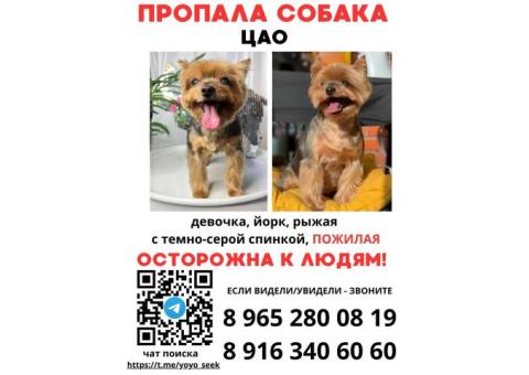 Красная Пресня - Пропал йорк