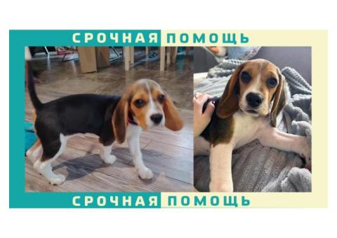 Бигль пропал в Мытищинском районе д. Осташково или Жостово