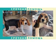 Бигль пропал в Мытищинском районе д. Осташково или Жостово