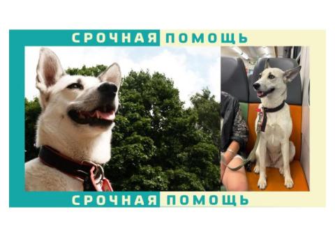 Москва - пропала собака в парке Жужа. Похожа на хаски в черном ошейнике с красной каемкой биркой 059
