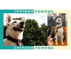 Москва - пропала собака в парке Жужа. Похожа на хаски в черном ошейнике с красной каемкой биркой 059