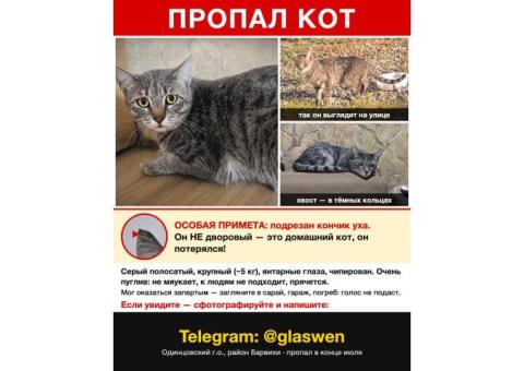 БАРВИХА, ПРОПАЛ КОТ
