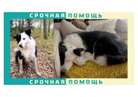 Черно-белая собака пропала в Москве, породы бордер колли