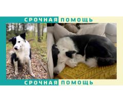 Черно-белая собака пропала в Москве, породы бордер колли