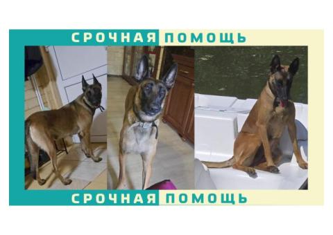 Малинуа пропала в Подольском районе. Бельгийская овчарка, девочка