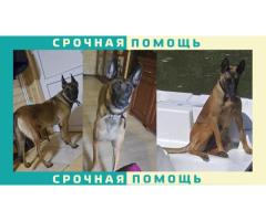 Малинуа пропала в Подольском районе. Бельгийская овчарка, девочка