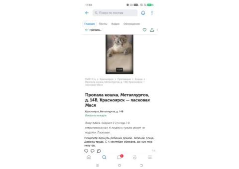 В мкр Зеленая роща пропала кошка
