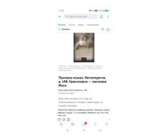 В мкр Зеленая роща пропала кошка