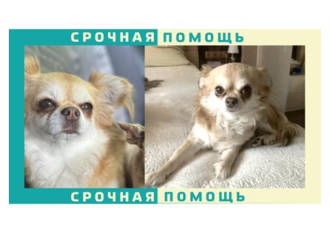 Чихуахуа пропала СПБ Санкт-Петербурге