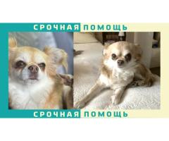 Чихуахуа пропала СПБ Санкт-Петербурге