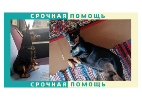 Цвергпинчер пропал в Саратовской области | Гагаринский район | СНТ Черемушки